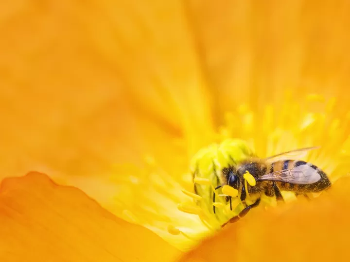 significado espiritual abejas