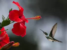 Descubre el misterioso colibrí esfinge todo lo que debes saber sobre este ser alado