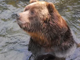 Descubre el profundo significado espiritual del oso: animal de poder y guía