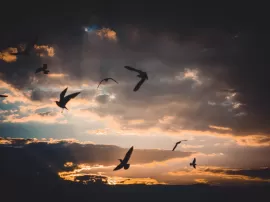 Descubre el sentido espiritual detrás de los pájaros muertos: ¿qué significan?