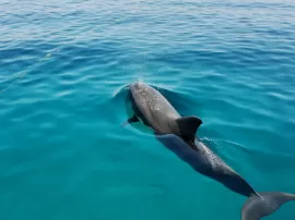 Descubre el significado espiritual del delfín - el animal tótem en la cultura