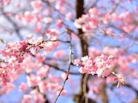 Descubre el significado espiritual detrás de la emblemática flor de cerezo o sakura