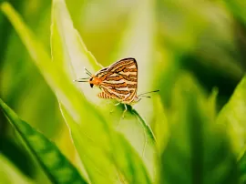 Descubre el verdadero significado espiritual detrás de la mariposa marrón
