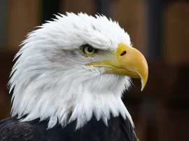 Descubre el verdadero significado espiritual detrás de ver un águila