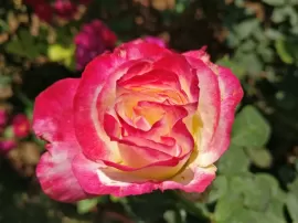 El verdadero significado espiritual de la rosa: una guía completa según su color