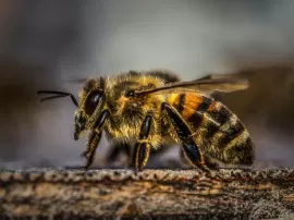 El verdadero significado espiritual del abejorro negro y amarillo: Descubre su simbolismo y misticismo