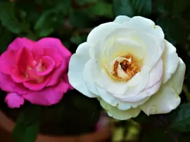 El verdadero significado espiritual detrás de las rosas blancas