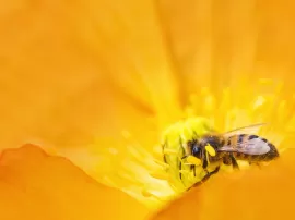 Explora el significado espiritual de las abejas y su simbología como animal de poder