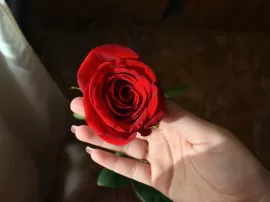 La esencia espiritual de la rosa roja el significado simbólico de su color