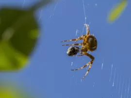 La espiritualidad de las arañas en casa y su relación con la buena suerte