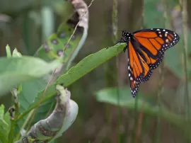 Significado y simbolismos de la mariposa naranja mensajes de transformación espiritual